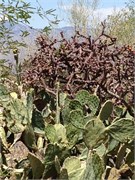 Tucson 2562